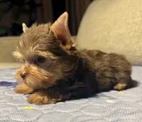 Hershey, a female Yorkshire Terrier for sale in Houston, TX – 2 of 7