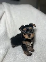Eddie Brown, a male Yorkshire Terrier for sale in Houston, TX – 2 of 4
