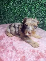 Jedi, a male Yorkshire Terrier for sale in Houston, TX – 8 of 8
