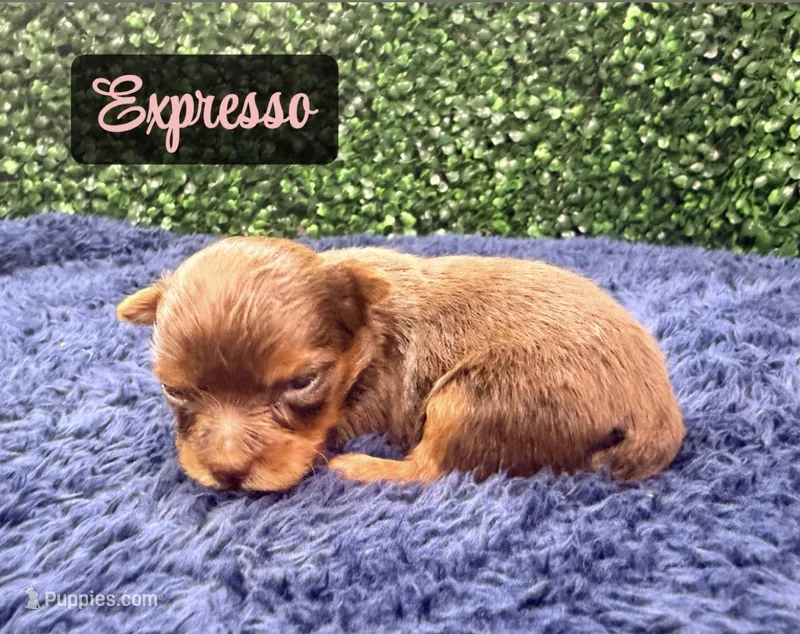 Expresso – Yorkshire Terrier puppy for sale in Houston, TX