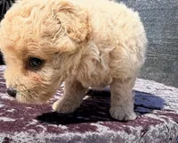 Astro, a male Poodle - Toy  for sale in Houston, TX – 7 of 9