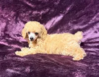 Blaze, a male Poodle - Toy  for sale in Houston, TX – 6 of 10