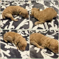 Cosmo, a male Poodle - Toy  for sale in Houston, TX – 6 of 8
