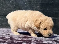 Astro, a male Poodle - Toy  for sale in Houston, TX – 6 of 9