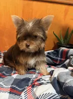 Brownie, a female Yorkshire Terrier for sale in Houston, TX – 1 of 9