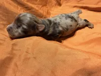 Jedi, a male Yorkshire Terrier for sale in Houston, TX – 4 of 5