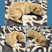 Nova, a female Poodle - Toy  for sale in Houston, TX – 3 of 5