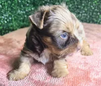 Jedi, a male Yorkshire Terrier for sale in Houston, TX – 1 of 8
