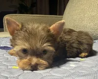 Hershey, a female Yorkshire Terrier for sale in Houston, TX – 3 of 7