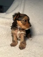 Laura Pink, a female Yorkshire Terrier for sale in Houston, TX – 4 of 4