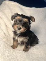 Carl Green, a male Yorkshire Terrier for sale in Houston, TX – 4 of 4