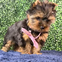 Breeze, a female Yorkshire Terrier for sale in Houston, TX – Photo 7 of 8