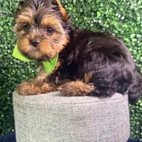 Blaze, a male Yorkshire Terrier for sale in Houston, TX – Photo 2 of 4