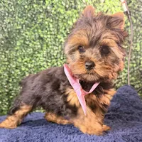 Breeze, a female Yorkshire Terrier for sale in Houston, TX – Photo 4 of 8