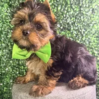 Blaze, a male Yorkshire Terrier for sale in Houston, TX – Photo 3 of 4