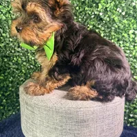 Blaze, a male Yorkshire Terrier for sale in Houston, TX – Photo 4 of 4