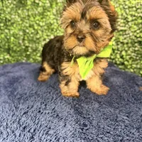 Blaze, a male Yorkshire Terrier for sale in Houston, TX – Photo 1 of 4