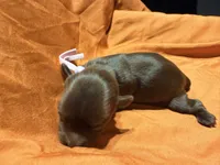 Cinnamon, a female Yorkshire Terrier for sale in Houston, TX – 3 of 5