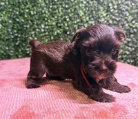 Nestle, a male Yorkshire Terrier for sale in Houston, TX – 8 of 8