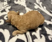 Cosmo, a male Poodle - Toy  for sale in Houston, TX – 3 of 8