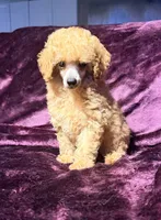 Blaze, a male Poodle - Toy  for sale in Houston, TX – 8 of 10