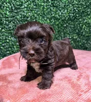 Nestle, a male Yorkshire Terrier for sale in Houston, TX – 6 of 8