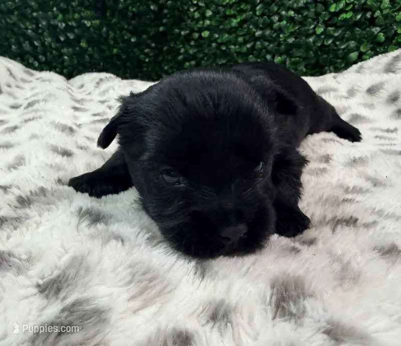 Tide – Yorkshire Terrier puppy for sale in Houston, TX