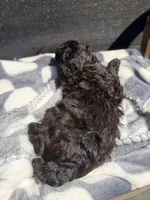 Inferno, a male Poodle - Toy  for sale in Houston, TX – Photo 2 of 3