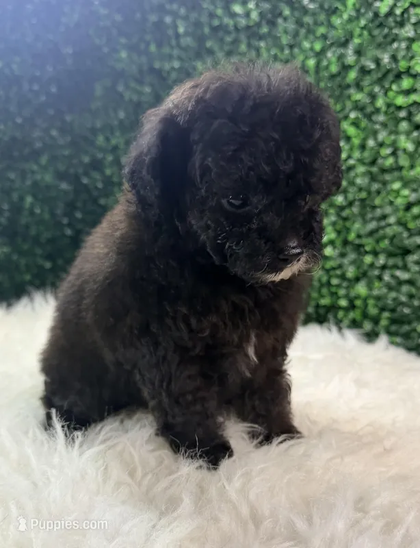 Inferno – Poodle - Toy  puppy for sale in Houston, TX