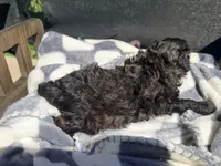 Inferno, a male Poodle - Toy  for sale in Houston, TX – Photo 3 of 3