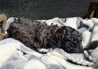 Inferno, a male Poodle - Toy  for sale in Houston, TX – Photo 1 of 3