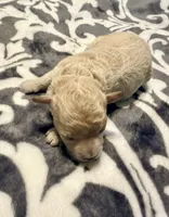 Astro, a male Poodle - Toy  for sale in Houston, TX – 3 of 4