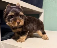 Hershey , a male Yorkshire Terrier for sale in Houston, TX – 4 of 8