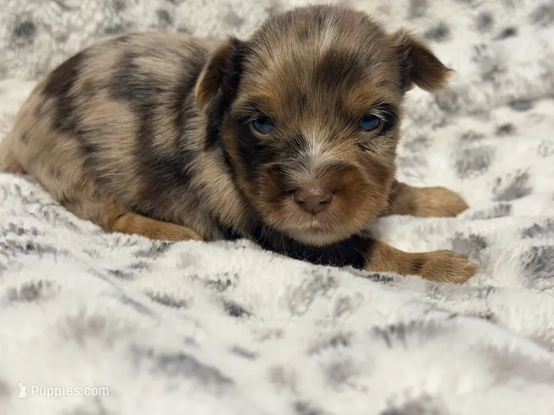 Jedi – Yorkshire Terrier puppy for sale in Houston, TX