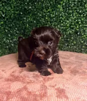 Nestle, a male Yorkshire Terrier for sale in Houston, TX – 4 of 8