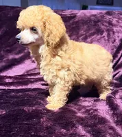 Blaze, a male Poodle - Toy  for sale in Houston, TX – 9 of 10