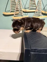 Hershey , a male Yorkshire Terrier for sale in Houston, TX – 5 of 8