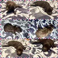 Luna, a female Poodle - Toy  for sale in Houston, TX – 7 of 9