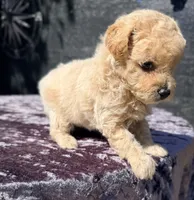 Astro, a male Poodle - Toy  for sale in Houston, TX – 4 of 9