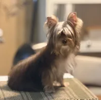 S’more, a female Yorkshire Terrier for sale in Houston, TX – 2 of 7