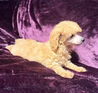 Blaze, a male Poodle - Toy  for sale in Houston, TX – 2 of 10