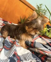 Brownie, a female Yorkshire Terrier for sale in Houston, TX – 9 of 9