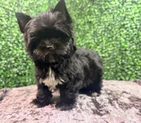 Drift, a male Yorkshire Terrier for sale in Houston, TX – 4 of 9