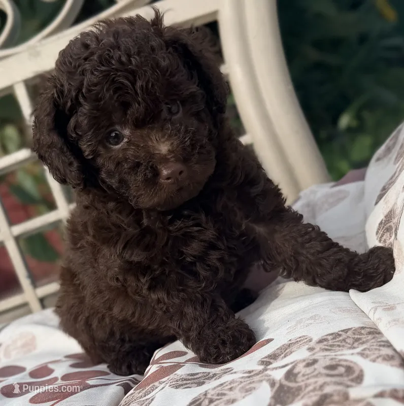 Luna – Poodle - Toy  puppy for sale in Houston, TX