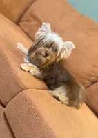 S’more, a female Yorkshire Terrier for sale in Houston, TX – 5 of 7