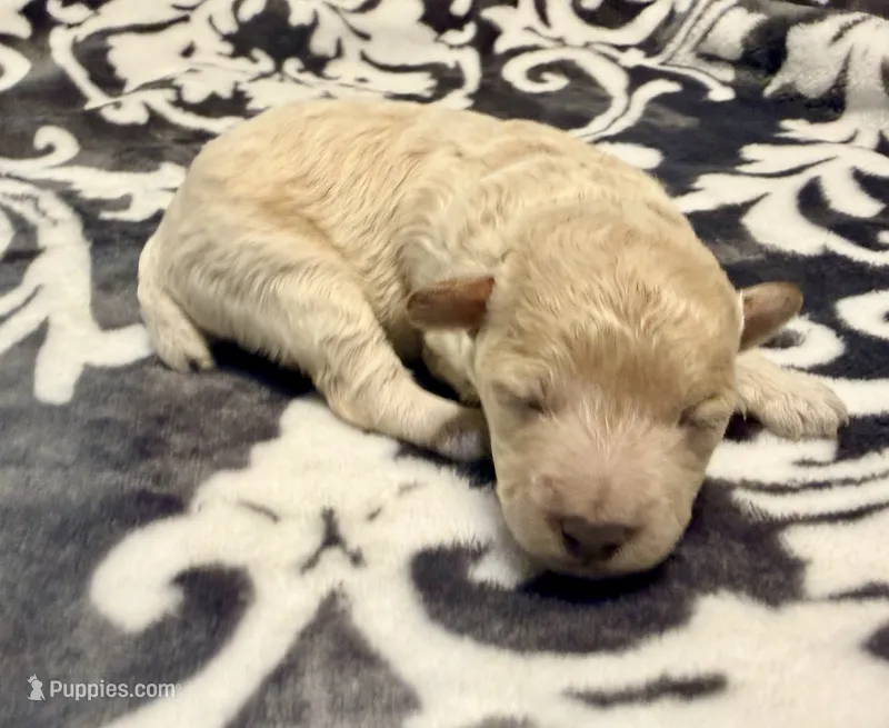 Astro – Poodle - Toy  puppy for sale in Houston, TX