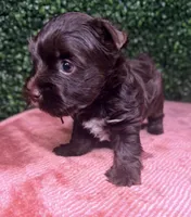 Nestle, a male Yorkshire Terrier for sale in Houston, TX – 7 of 8