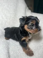 Harriet Yellow, a female Yorkshire Terrier for sale in Houston, TX – 2 of 4