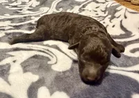 Luna, a female Poodle - Toy  for sale in Houston, TX – 6 of 9