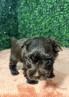 Cinnamon, a female Yorkshire Terrier for sale in Houston, TX – 7 of 9